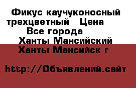 Фикус каучуконосный трехцветный › Цена ­ 500 - Все города  »    . Ханты-Мансийский,Ханты-Мансийск г.
